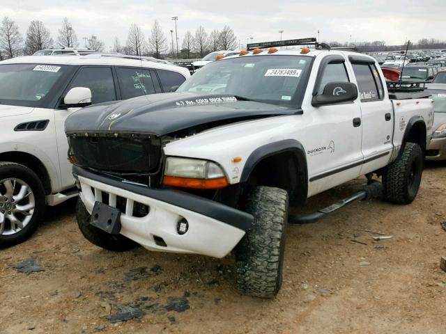 1B7HG38N42S555850 - 2002 DODGE DAKOTA QUA WHITE photo 2