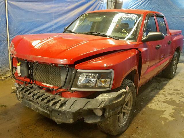 1D7RW3GK8BS614127 - 2011 DODGE DAKOTA SLT RED photo 2