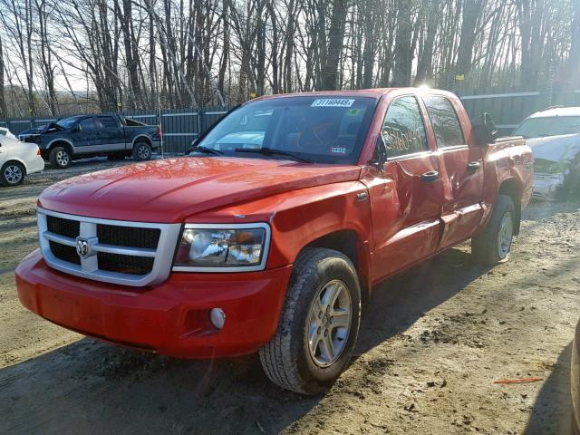 1D7RW3GP0BS708627 - 2011 DODGE DAKOTA SLT RED photo 2