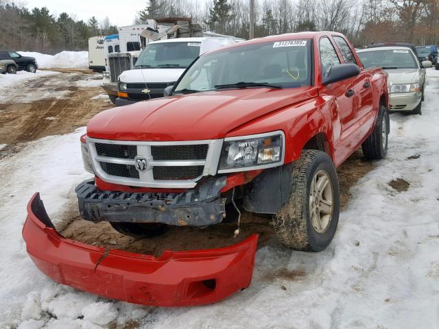 1D7RW3GK3BS559523 - 2011 DODGE DAKOTA SLT RED photo 2