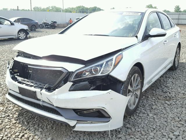 5NPE34AF7FH087981 - 2015 HYUNDAI SONATA SPO WHITE photo 2