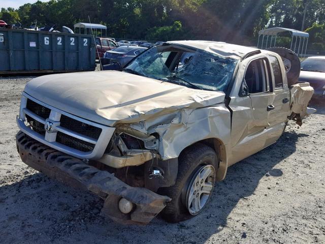 1D7RW3GK4BS559501 - 2011 DODGE DAKOTA SLT GOLD photo 2