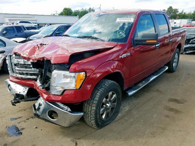 1FTFW1EF8EFB24324 - 2014 FORD F150 SUPER RED photo 2