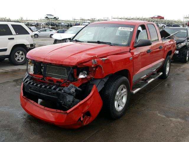 1D7RW3GP4BS709666 - 2011 DODGE DAKOTA SLT RED photo 2