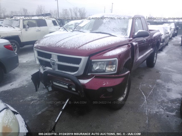 1D7RW3BK4BS661940 - 2011 DODGE DAKOTA SLT BURGUNDY photo 2